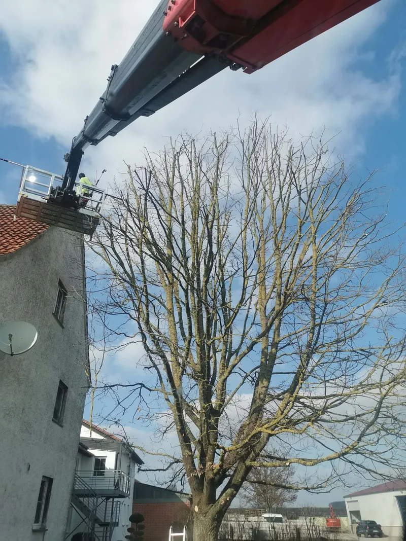 Baumpflege aus der Hebebühne an einem hohen Baum